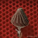 سنباده چتری مخروطی قهوه ای سه برگ